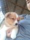 Welsh Corgi Puppies for sale in Landisburg, PA 17040, USA. price: $2,400
