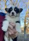 Welsh Corgi Puppies for sale in Mt Pleasant, TX 75455, USA. price: $800