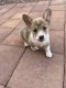 Welsh Corgi Puppies for sale in Las Vegas, NV, USA. price: NA