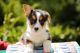 Welsh Corgi Puppies for sale in Orange County, CA, USA. price: $3,800