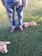 Welsh Corgi Puppies for sale in Copperas Cove, TX, USA. price: NA