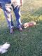 Welsh Corgi Puppies