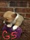 Welsh Corgi Puppies for sale in Soper, OK 74759, USA. price: NA