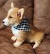 Welsh Corgi Puppies for sale in Houston, TX, USA. price: NA