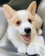 Welsh Corgi Puppies for sale in Toronto, ON, Canada. price: NA