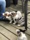 Welsh Corgi Puppies for sale in Midland, MI, USA. price: $80,000