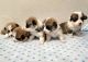 Welsh Corgi Puppies for sale in Eastvale, CA, USA. price: NA