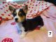 Welsh Corgi Puppies for sale in Macon, GA, USA. price: NA