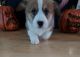 Welsh Corgi Puppies for sale in Norco, CA, USA. price: $150,000