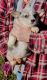 Welsh Corgi Puppies for sale in Mt Sterling, KY 40353, USA. price: NA