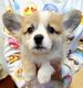 Welsh Corgi Puppies for sale in Eastvale, CA, USA. price: NA