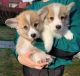 Welsh Corgi Puppies for sale in Toronto, ON, Canada. price: $500