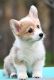 Welsh Corgi Puppies for sale in Miami, FL, USA. price: $800