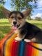 Welsh Corgi Puppies for sale in Michigan City, IN, USA. price: $700