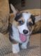 Welsh Corgi Puppies for sale in Houston, TX, USA. price: NA