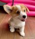 Welsh Corgi Puppies for sale in ON-401, Ontario, Canada. price: $400
