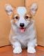 Welsh Corgi Puppies for sale in ON-401, Ontario, Canada. price: $500