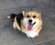 Welsh Corgi Puppies for sale in Somerville VIC 3912, Australia. price: $3,850