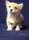 Welsh Corgi Puppies for sale in San Diego, CA, USA. price: NA