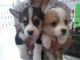 Welsh Corgi Puppies for sale in Virginia Beach, VA, USA. price: NA