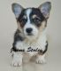 Welsh Corgi Puppies for sale in Canton, OH, USA. price: NA