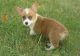 Welsh Corgi Puppies for sale in Gainesville, FL, USA. price: NA
