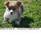 Welsh Corgi Puppies for sale in Vancouver, WA, USA. price: NA