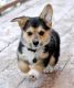 Welsh Corgi Puppies for sale in Montgomery, AL, USA. price: NA