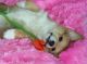 Welsh Corgi Puppies for sale in Pompano Beach, FL, USA. price: NA
