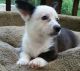 Welsh Corgi Puppies for sale in Alexander, ME 04694, USA. price: NA
