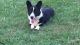 Welsh Corgi Puppies for sale in Sterling Heights, MI, USA. price: NA