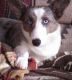 Welsh Corgi Puppies for sale in Jackson, MS, USA. price: NA
