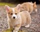 Welsh Corgi Puppies for sale in New York, NY, USA. price: NA