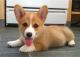 Welsh Corgi Puppies for sale in Allentown, PA, USA. price: NA