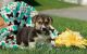 Welsh Corgi Puppies for sale in Pittsburgh, PA, USA. price: NA