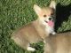 Welsh Corgi Puppies for sale in Norwalk, CA, USA. price: NA
