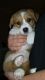 Welsh Corgi Puppies for sale in Birmingham, AL, USA. price: NA