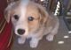 Welsh Corgi Puppies for sale in San Bernardino, CA, USA. price: NA