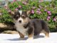 Welsh Corgi Puppies for sale in Atlanta, GA, USA. price: NA