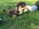 Welsh Corgi Puppies for sale in Austin, TX, USA. price: NA