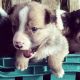 Welsh Corgi Puppies for sale in NJ-38, Cherry Hill, NJ 08002, USA. price: NA