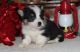 Welsh Corgi Puppies for sale in Chicago, IL, USA. price: NA