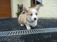 Welsh Corgi Puppies for sale in Columbus, OH 43215, USA. price: NA