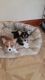 Welsh Corgi Puppies for sale in San Francisco, CA 94124, USA. price: NA