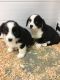 Welsh Corgi Puppies for sale in Marietta, GA, USA. price: NA