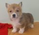 Welsh Corgi Puppies for sale in Fresno, CA 93792, USA. price: NA