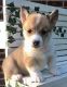 Welsh Corgi Puppies for sale in Petaluma, CA 94953, USA. price: $500