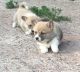Welsh Corgi Puppies for sale in Chattanooga, TN 37401, USA. price: NA