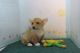 Welsh Corgi Puppies for sale in Beverly Hills, CA 90210, USA. price: NA