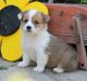 Welsh Corgi Puppies for sale in Allston, MA 02134, USA. price: NA